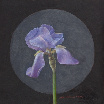 Iris pallida