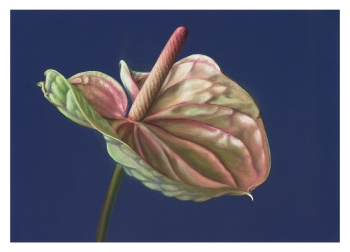 Anthurium